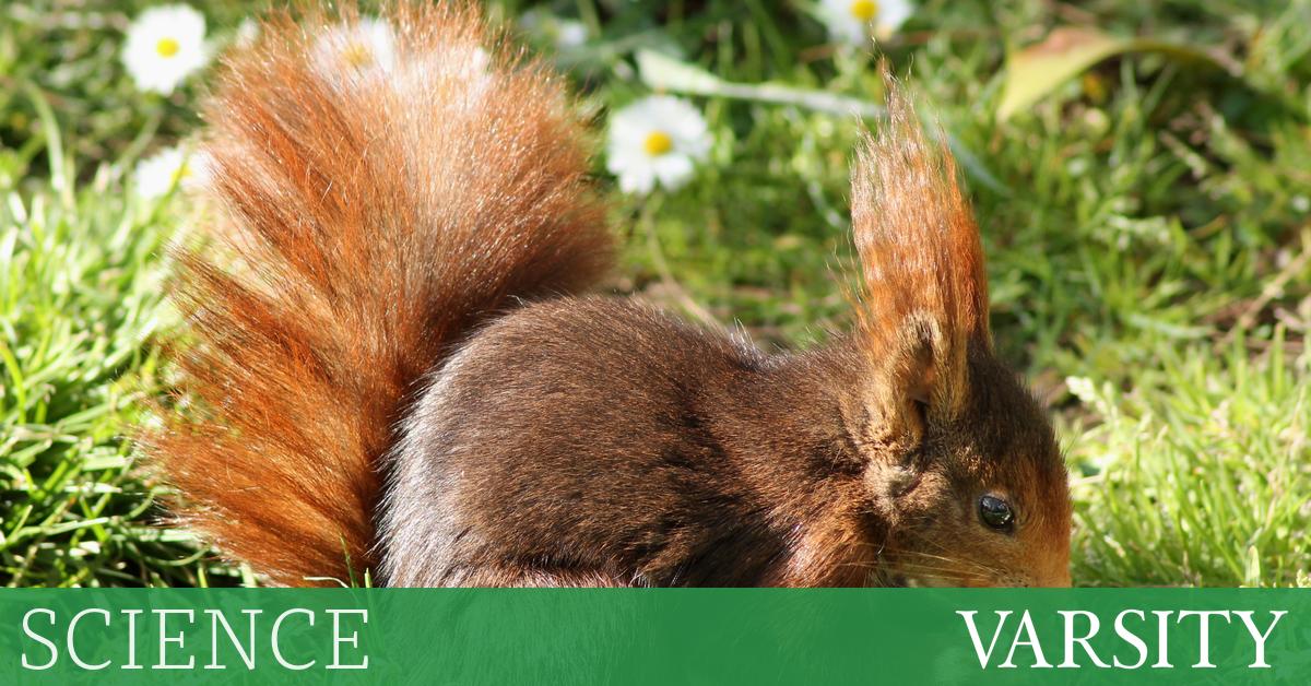 救红军真是疯了！松鼠保护的尾巴