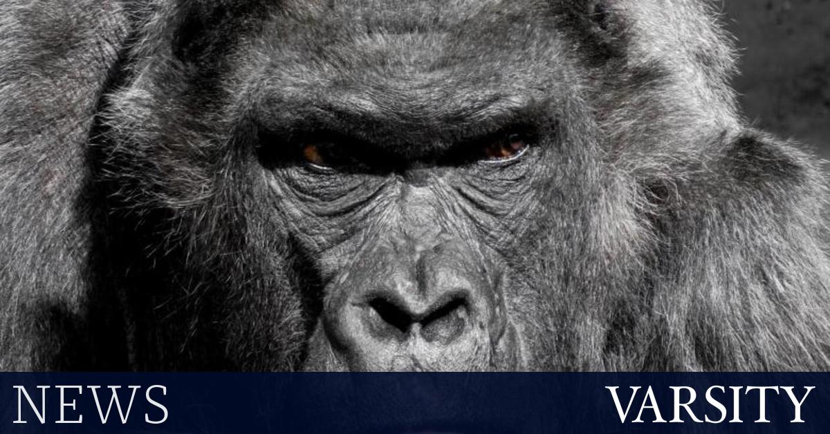 康康？类人猿野兽恐吓学生