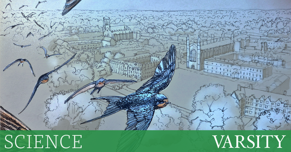 作为吞咽蝇：了解鸟类的迁移模式是量子计算的关键吗？