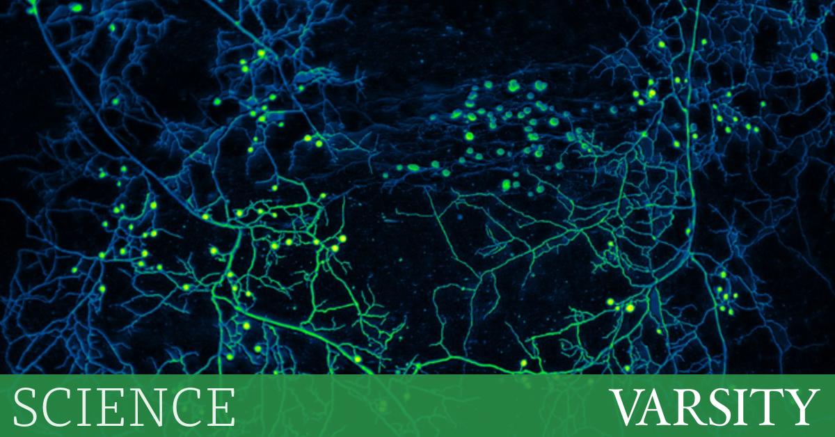 真菌如何重新定义个体