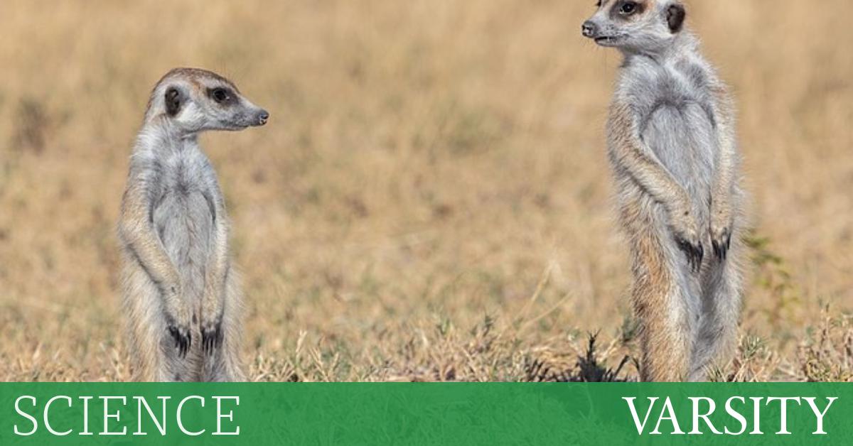 研究综述：第一周