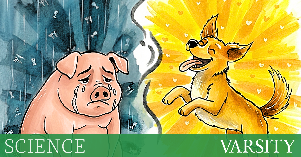 肉类悖论：为什么我们要避免吃肉