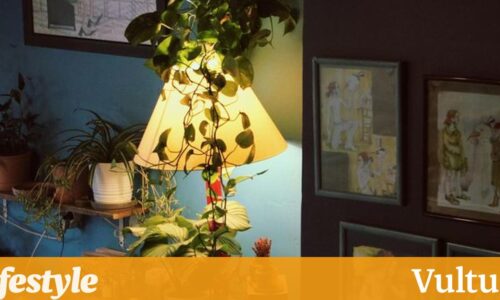 哪种室内植物适合您？