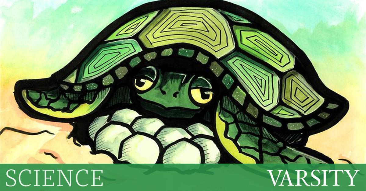 胚胎的性别完全取决于偶然吗？