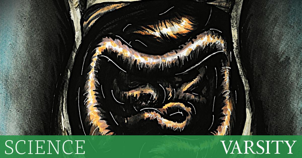 寄生虫悖论：蠕虫可以改善我们的免疫系统吗？