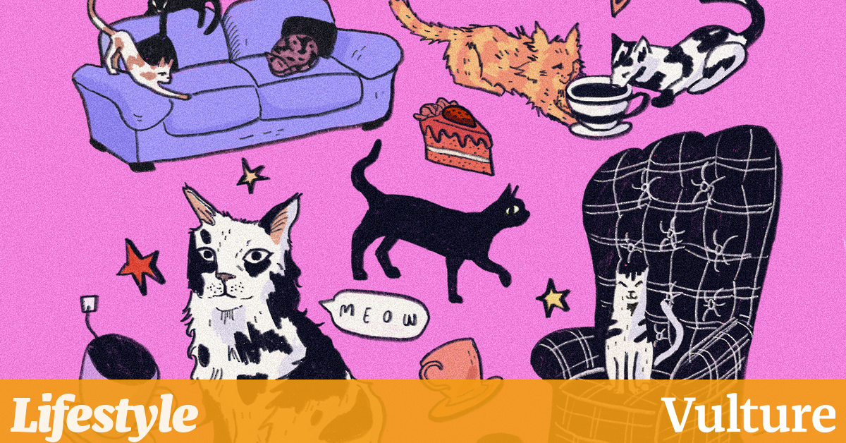 Catte Latte：令人抓狂还是灾难性的？